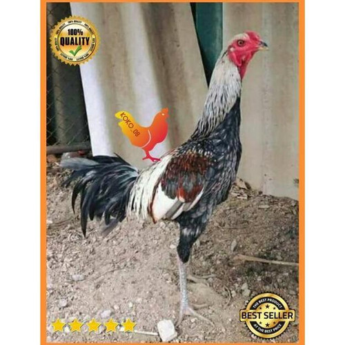 Detail Gambar Ayam Birma Lengkap Nomer 25