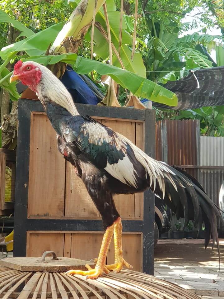 Detail Gambar Ayam Birma Lengkap Nomer 4