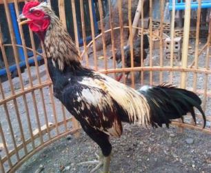 Detail Gambar Ayam Birma Lengkap Nomer 33