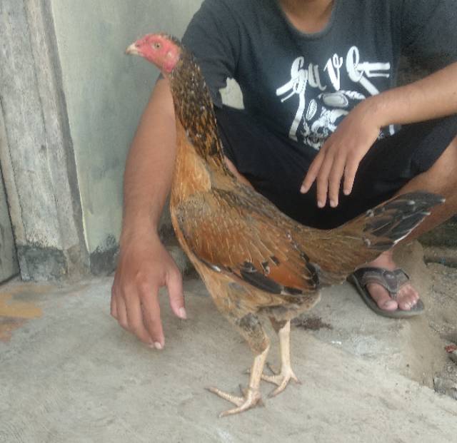 Detail Gambar Ayam Birma Lengkap Nomer 36