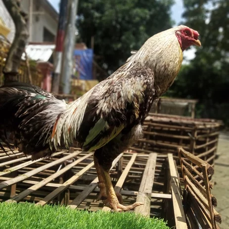 Detail Gambar Ayam Birma Lengkap Nomer 40