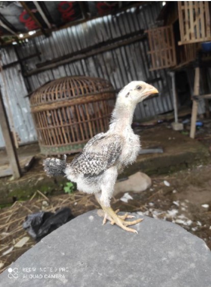 Detail Gambar Ayam Birma Lengkap Nomer 55