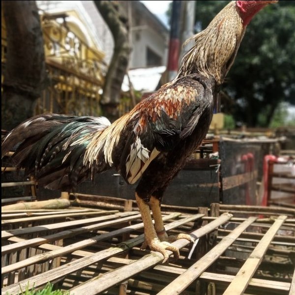 Detail Gambar Ayam Birma Lengkap Nomer 56