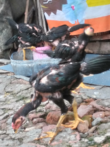 Detail Gambar Ayam Birma Silang Bangkok Nomer 8