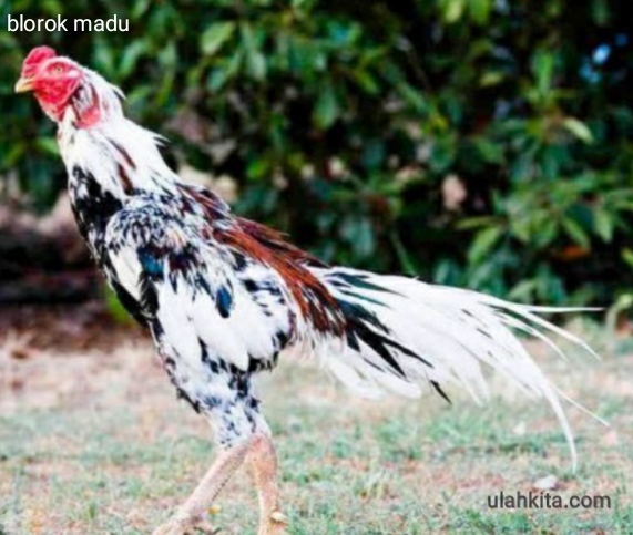 Detail Gambar Ayam Blorok Madu Asli Nomer 13