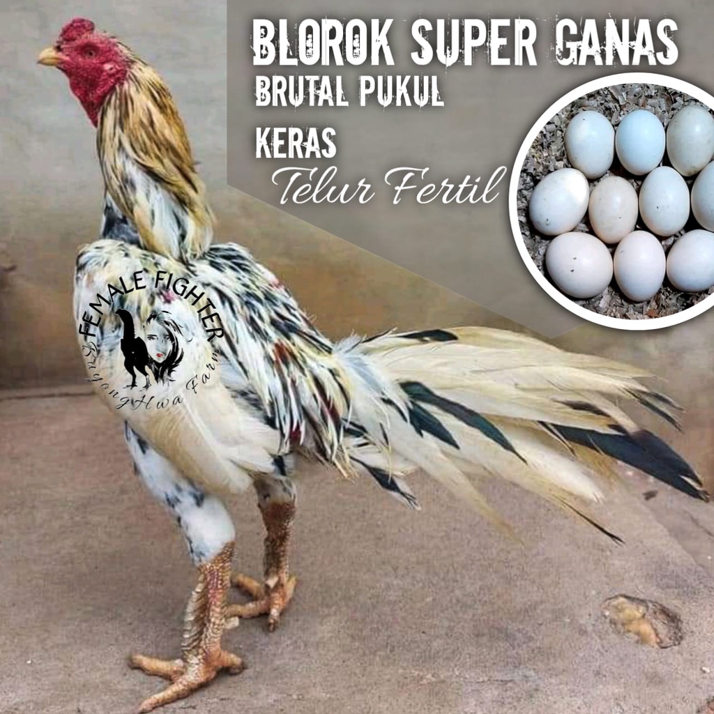 Detail Gambar Ayam Blorok Madu Asli Nomer 14