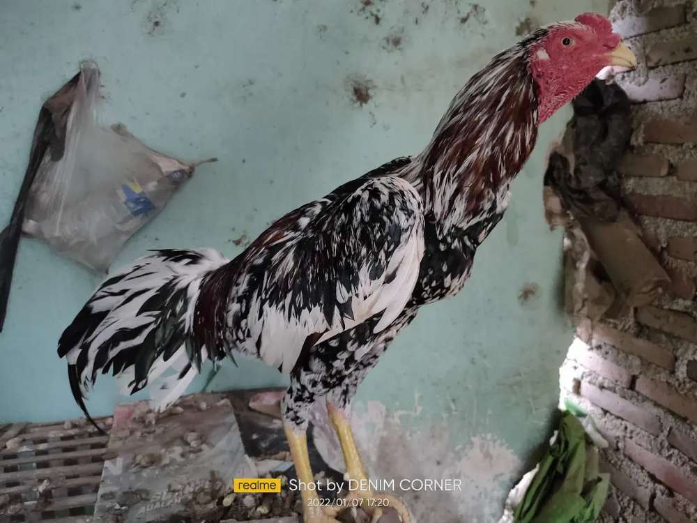 Detail Gambar Ayam Blorok Madu Asli Nomer 18