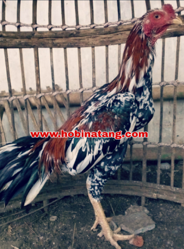 Detail Gambar Ayam Blorok Madu Asli Nomer 21