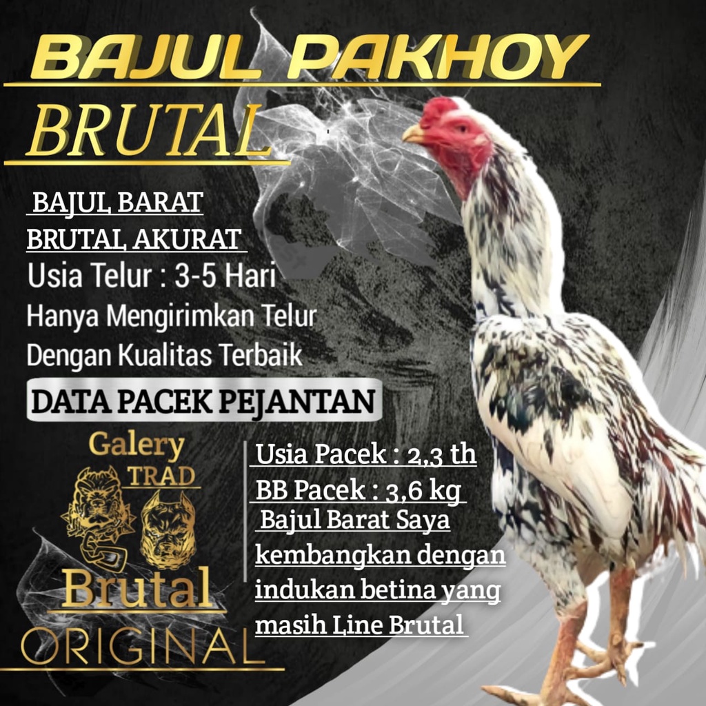 Download Gambar Ayam Blorok Madu Asli Nomer 24