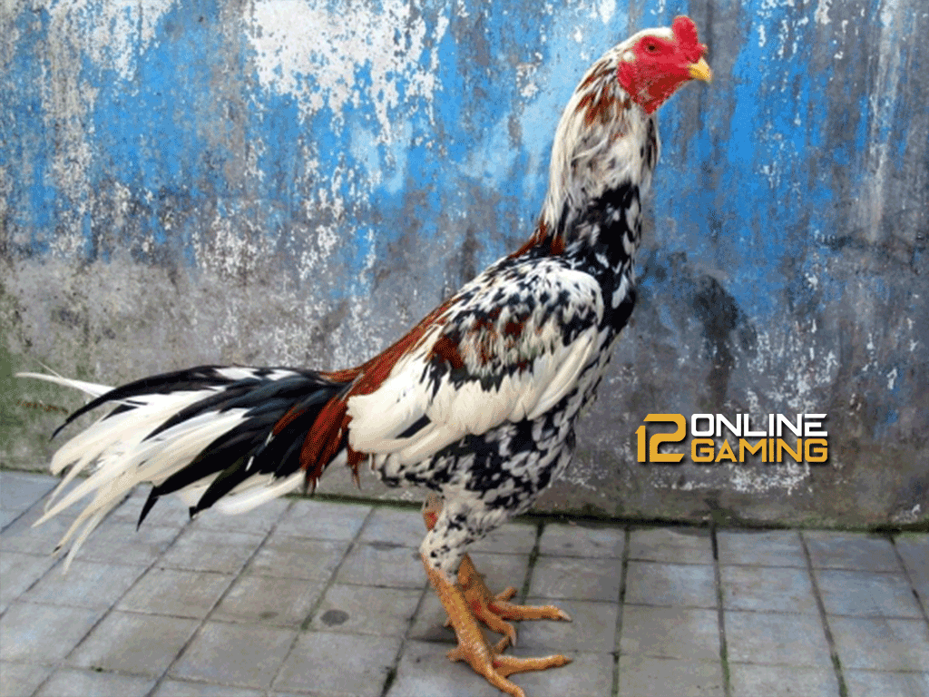 Detail Gambar Ayam Blorok Madu Asli Nomer 4