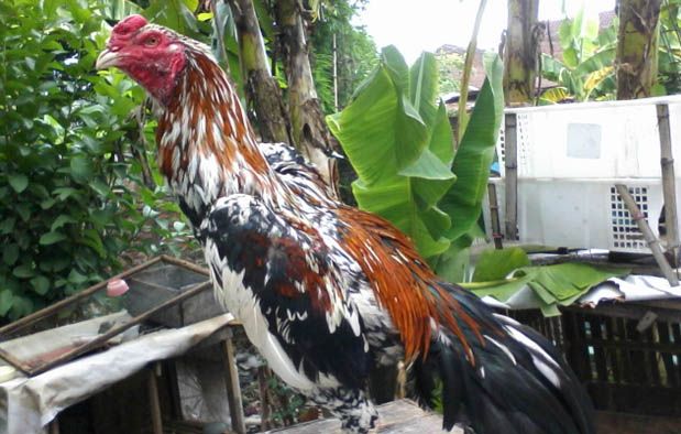 Detail Gambar Ayam Blorok Madu Asli Nomer 34