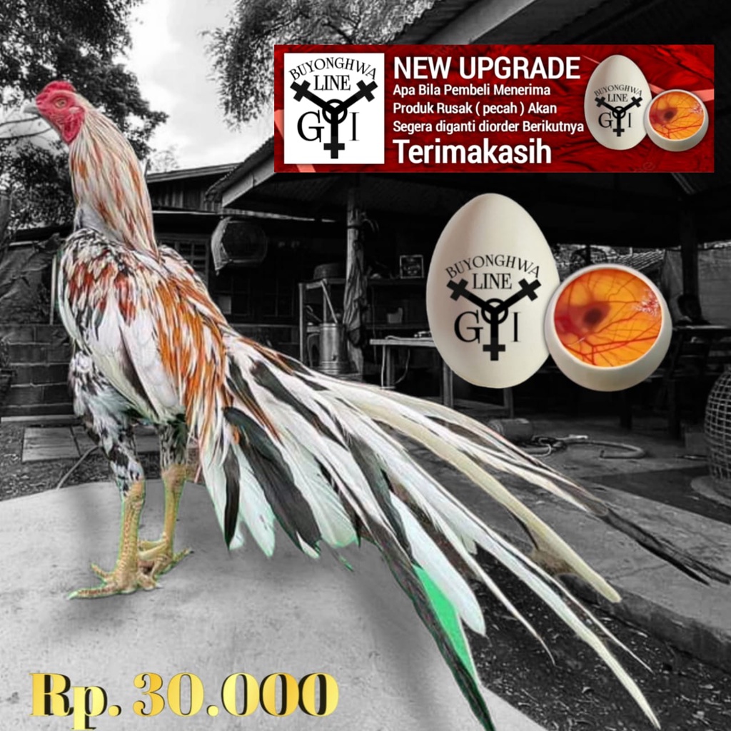 Detail Gambar Ayam Blorok Madu Asli Nomer 47