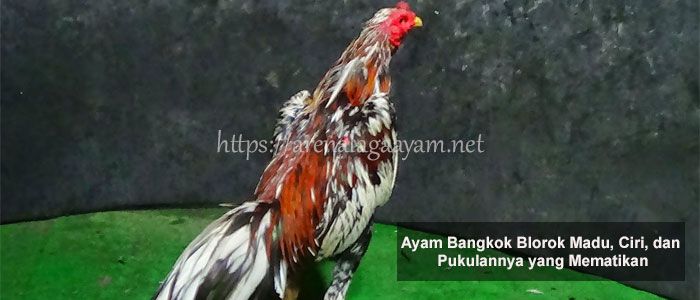 Detail Gambar Ayam Blorok Madu Asli Nomer 49