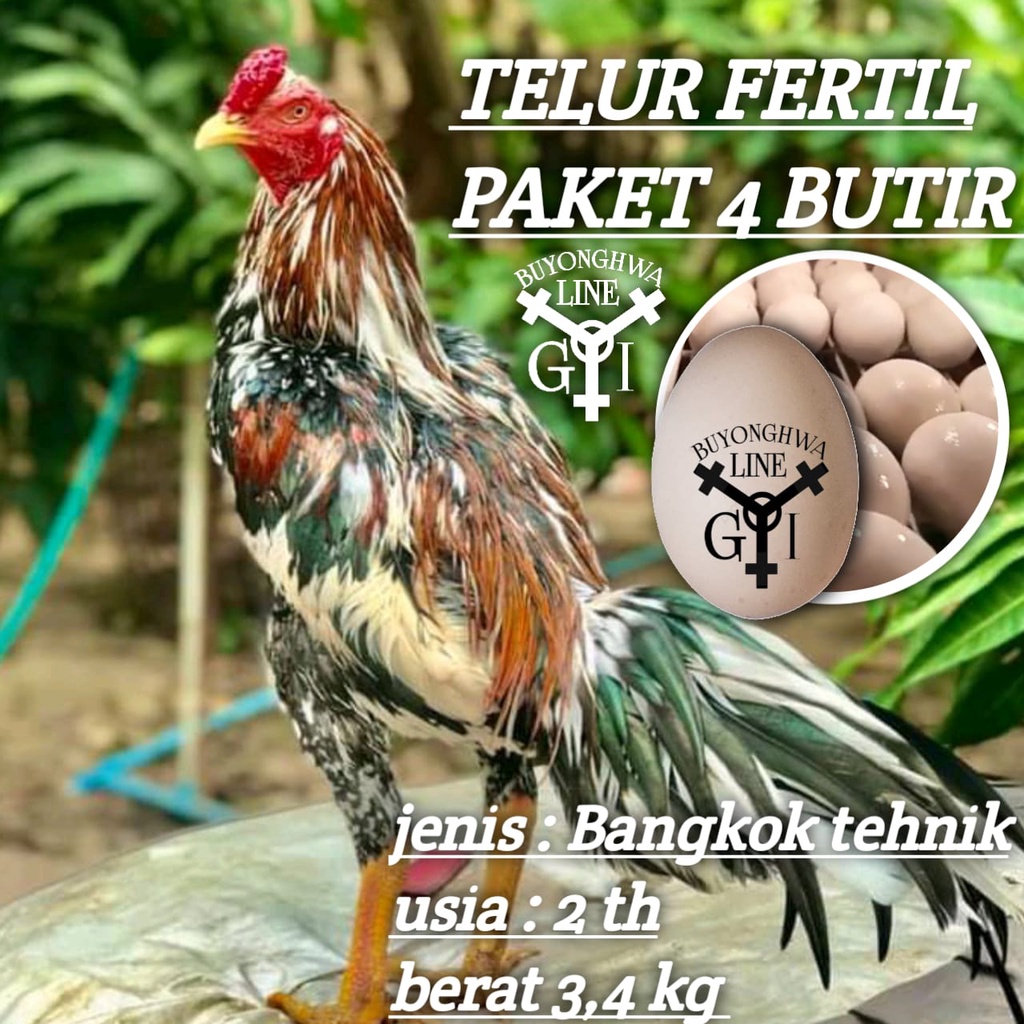 Detail Gambar Ayam Blorok Madu Asli Nomer 9