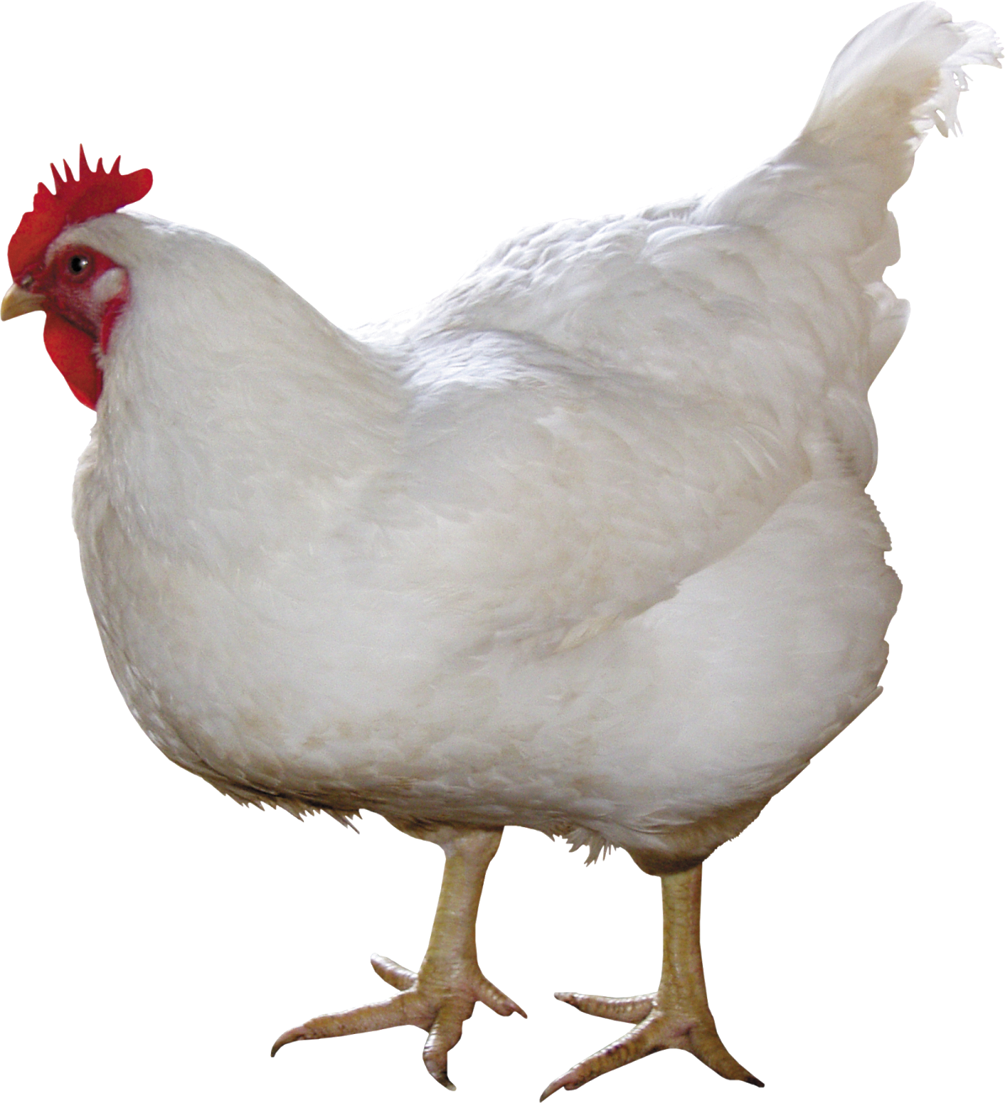 Gambar Ayam Boiler - KibrisPDR