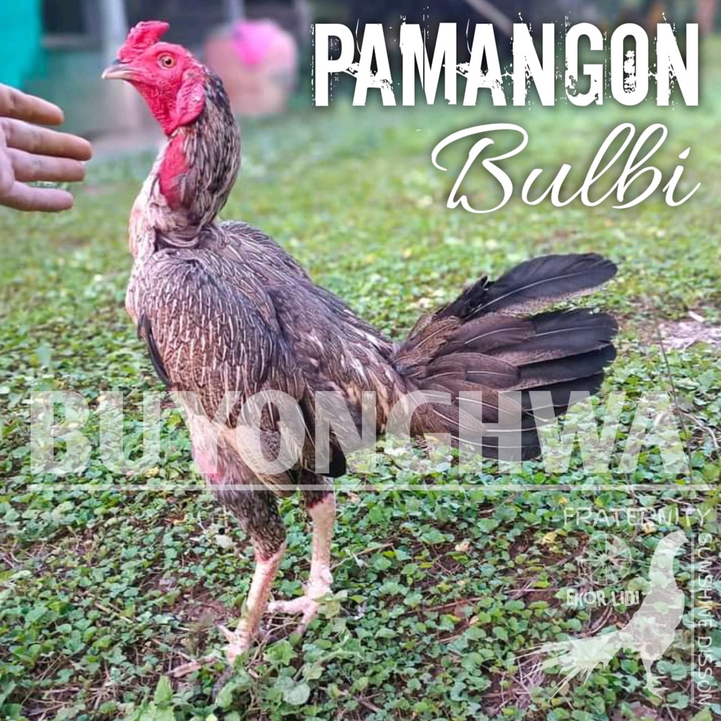 Detail Gambar Ayam Bulbi Nomer 39