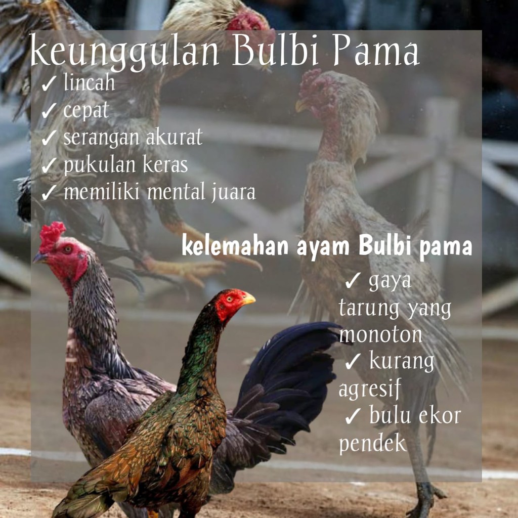 Detail Gambar Ayam Bulbi Nomer 50