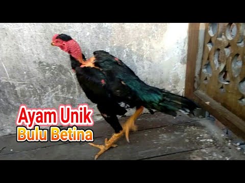 Detail Gambar Ayam Bulbi Nomer 58