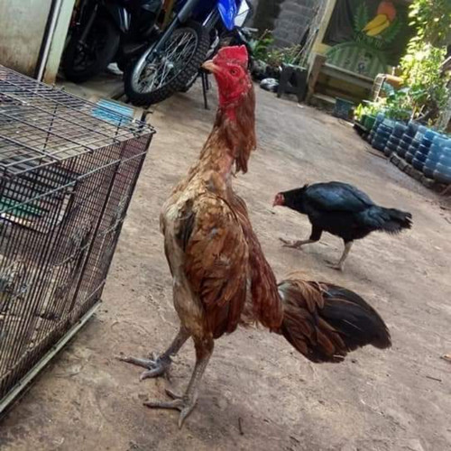 Detail Gambar Ayam Bulbi Nomer 8