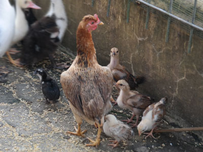 Detail Gambar Ayam Buras Nomer 20