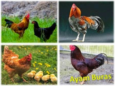 Detail Gambar Ayam Buras Nomer 52