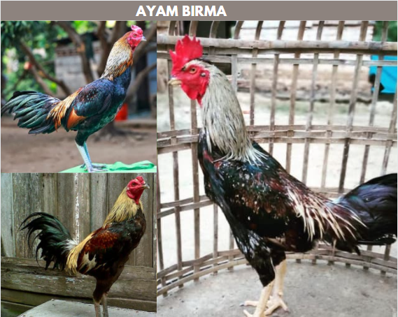Detail Gambar Ayam Burma Nomer 3