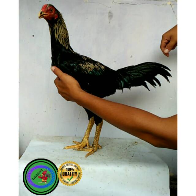 Detail Gambar Ayam Burma Nomer 40