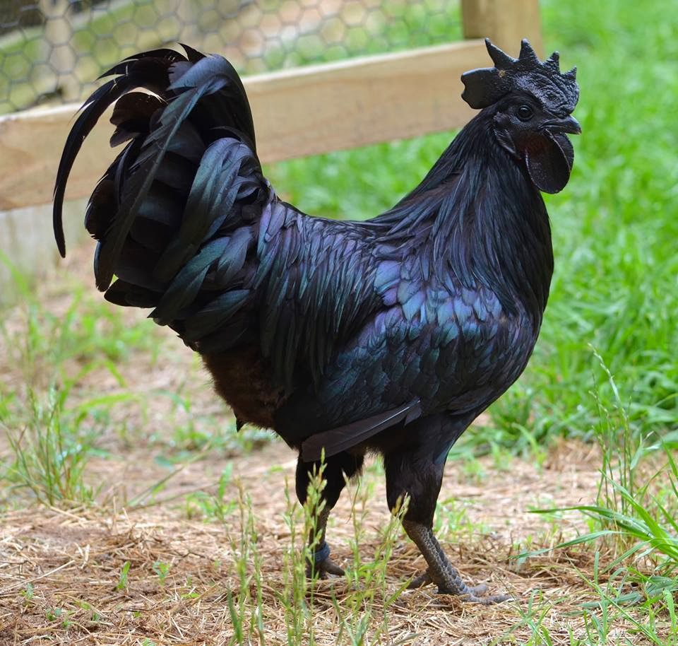 Gambar Ayam Cemani - KibrisPDR