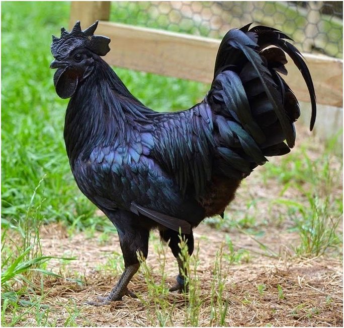 Detail Gambar Ayam Cemani Nomer 2