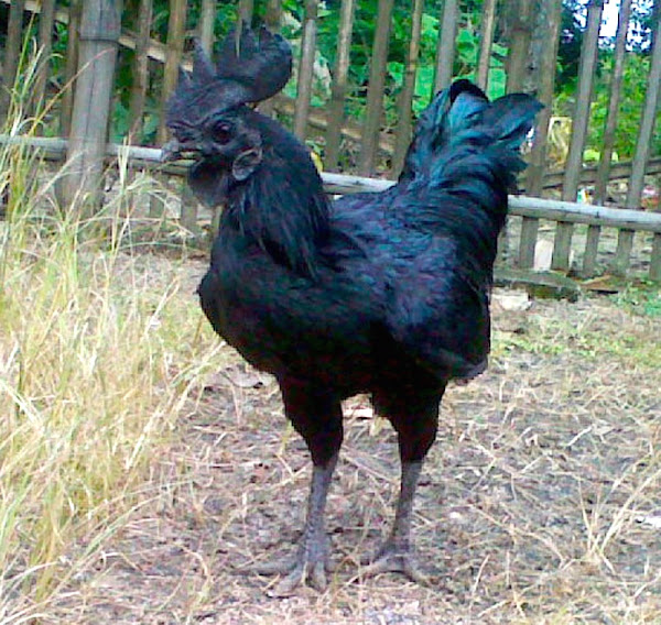 Detail Gambar Ayam Cemani Nomer 11