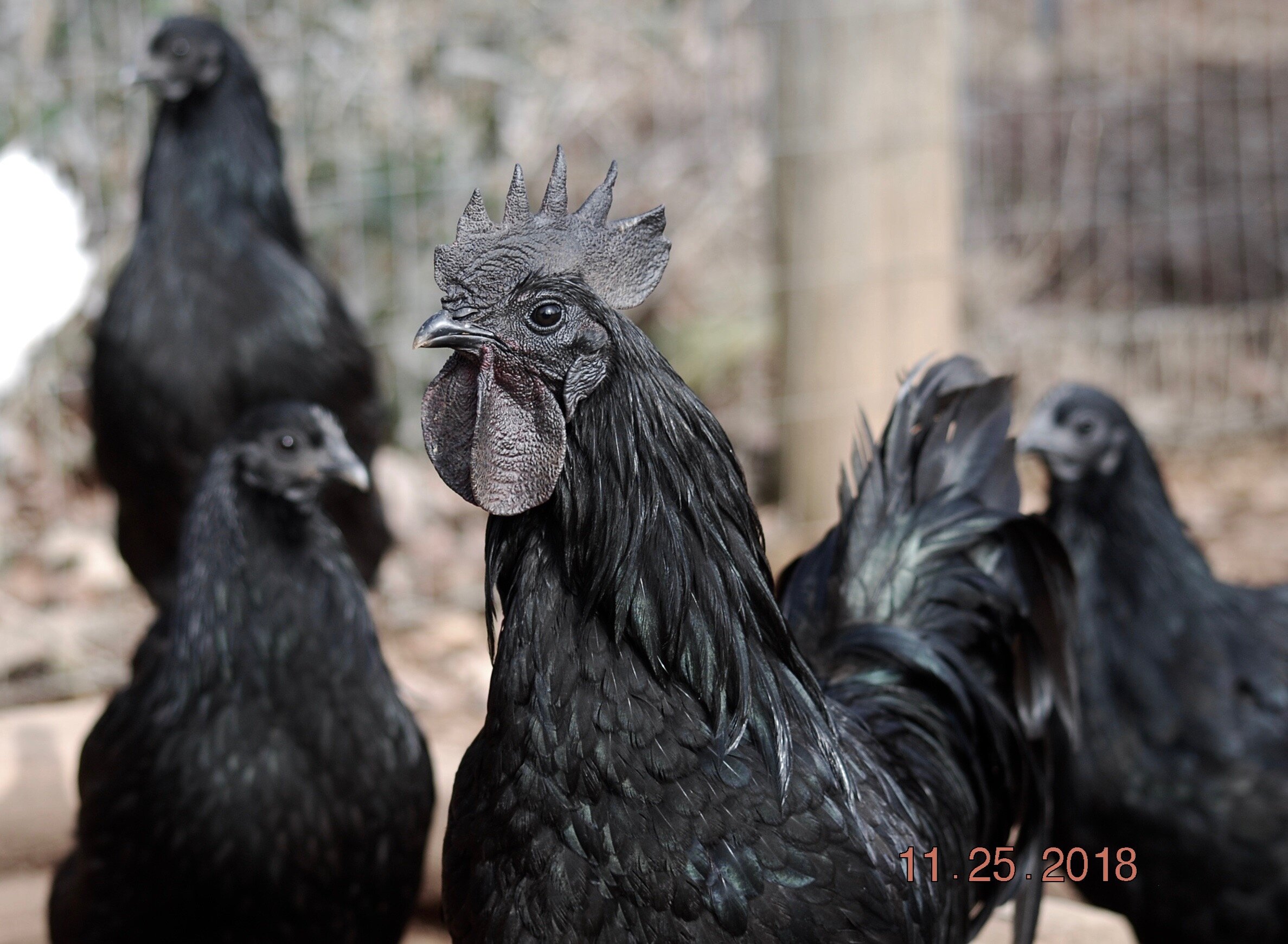 Detail Gambar Ayam Cemani Nomer 3