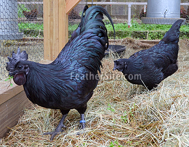 Detail Gambar Ayam Cemani Nomer 25