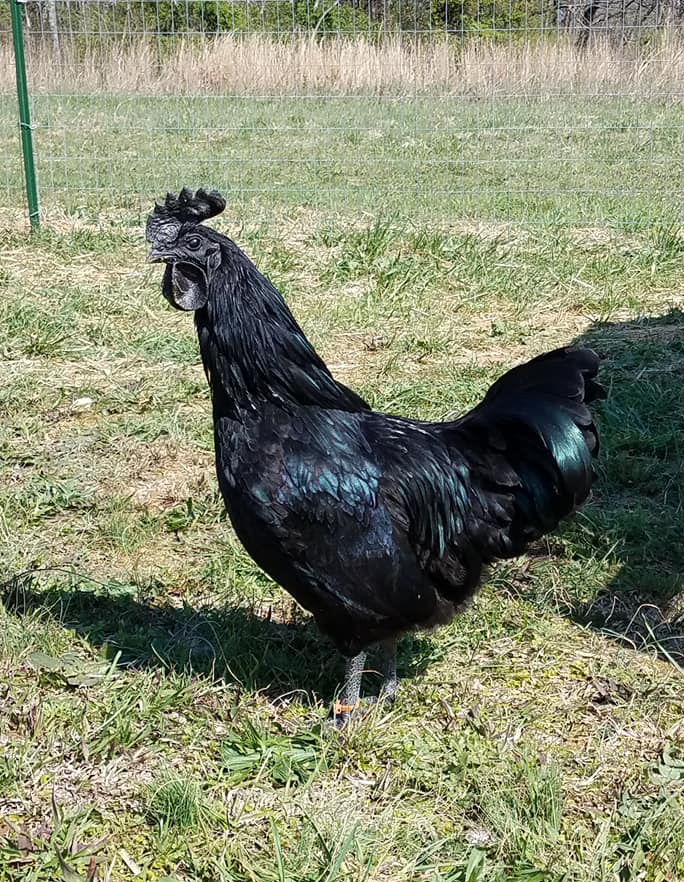 Detail Gambar Ayam Cemani Nomer 26