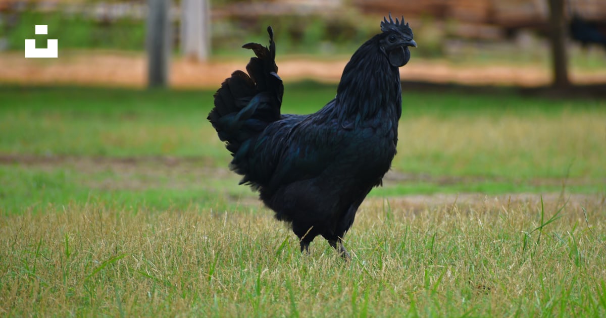 Detail Gambar Ayam Cemani Nomer 27