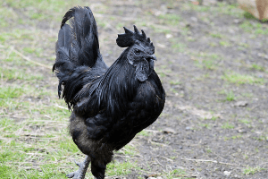 Detail Gambar Ayam Cemani Nomer 29