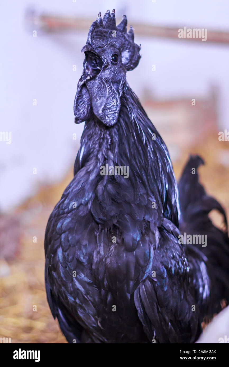 Detail Gambar Ayam Cemani Nomer 51