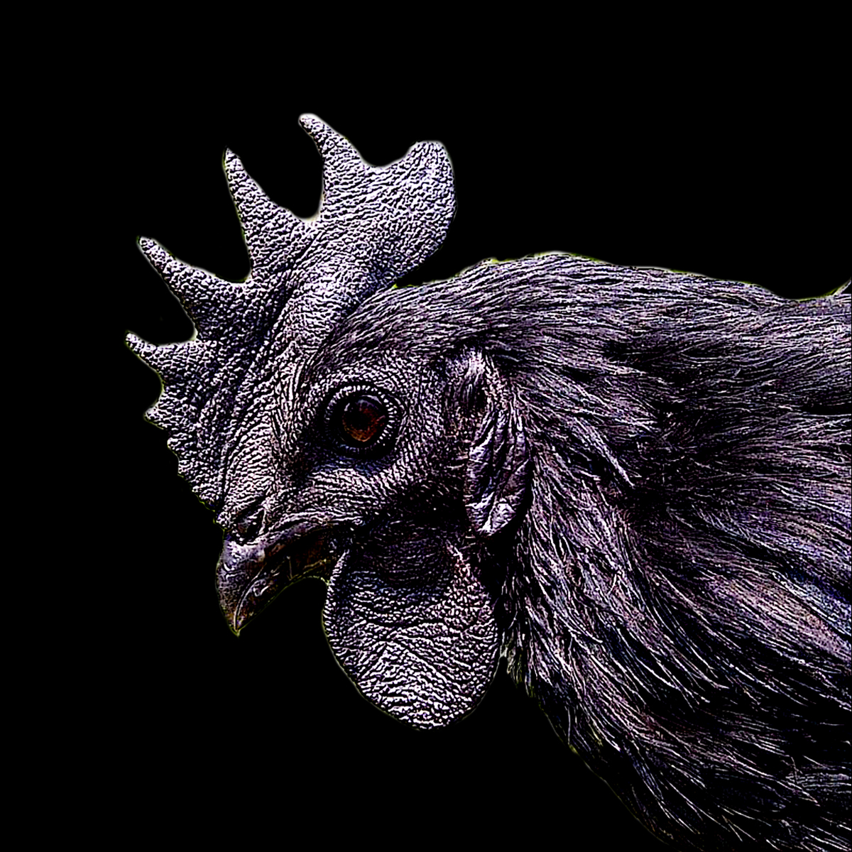 Detail Gambar Ayam Cemani Nomer 56