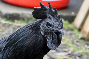 Detail Gambar Ayam Cemani Nomer 7