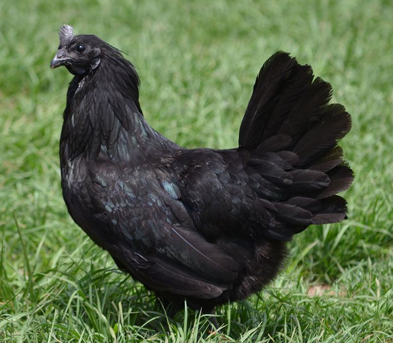 Detail Gambar Ayam Cemani Nomer 10