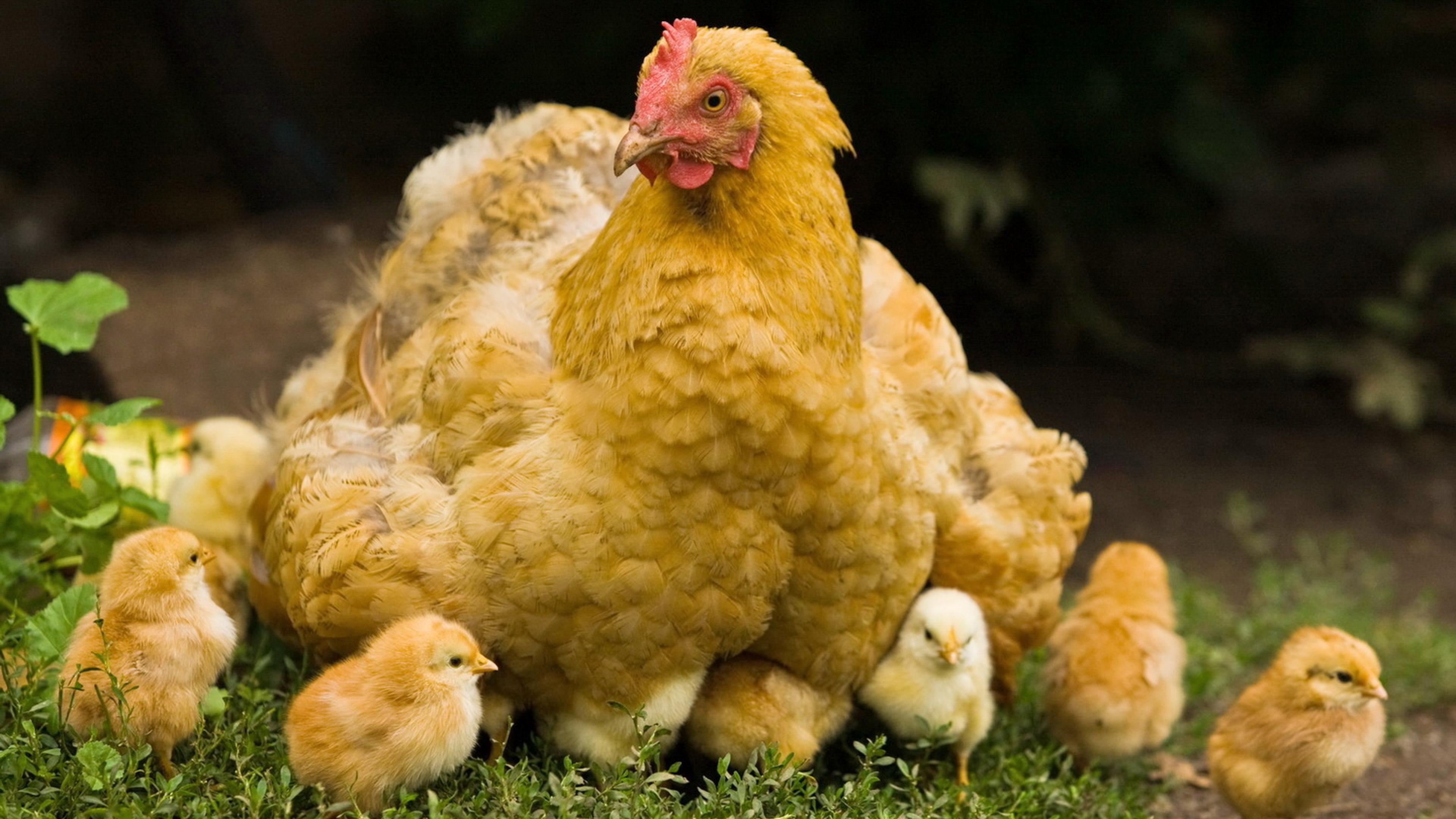 Detail Gambar Ayam Dan Anaknya Nomer 19