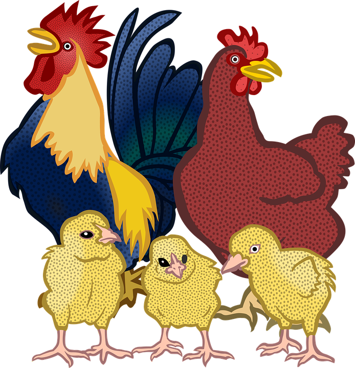 Detail Gambar Ayam Dan Anaknya Nomer 27