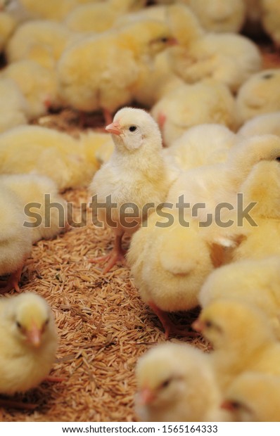 Detail Gambar Ayam Dan Anaknya Nomer 31