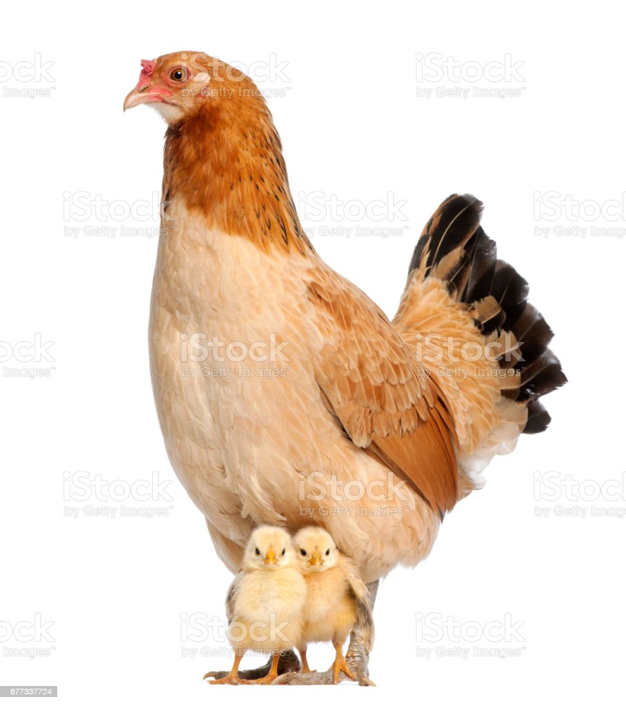 Detail Gambar Ayam Dan Anaknya Nomer 41