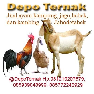 Detail Gambar Ayam Dan Kambing Nomer 10