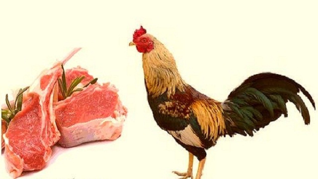 Detail Gambar Ayam Dan Kambing Nomer 33