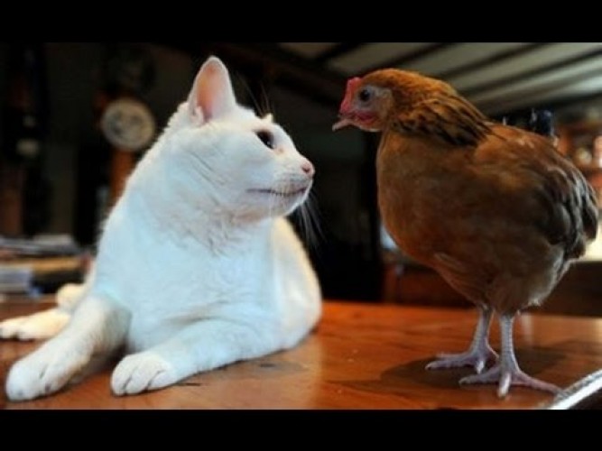 Gambar Ayam Dan Kucing - KibrisPDR