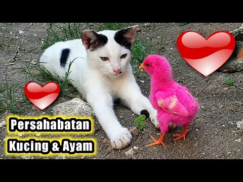 Detail Gambar Ayam Dan Kucing Nomer 26