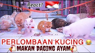 Detail Gambar Ayam Dan Kucing Nomer 35