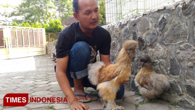 Detail Gambar Ayam Dan Kucing Nomer 41