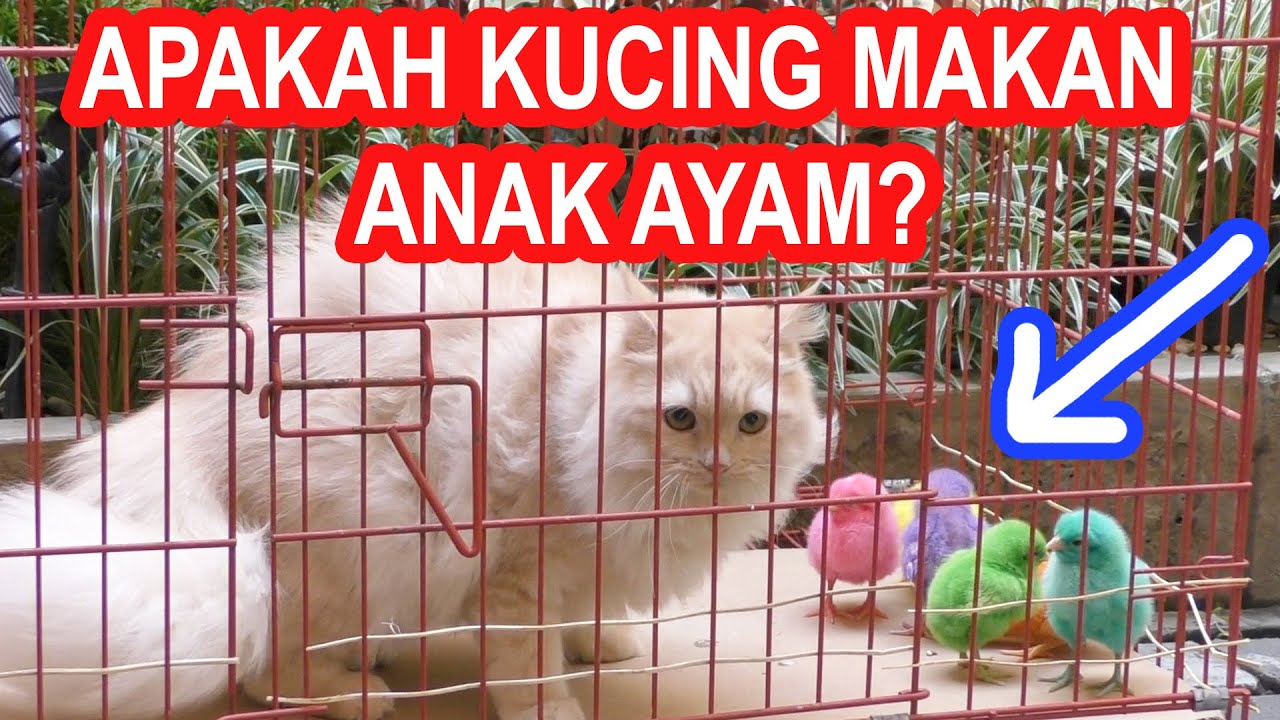 Detail Gambar Ayam Dan Kucing Nomer 42